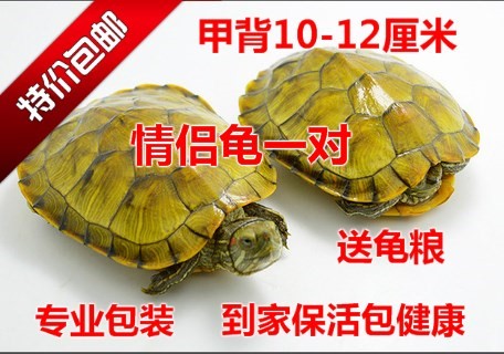 陆龟活物大黄金巴西龟彩龟乌龟活体宠物龟水陆龟招财龟一对10-11在类目 宠物/宠物食品及用品, 水族世界, 龟/鳖中 - 来自Buy2taobao.com提供专业的淘宝代购服务