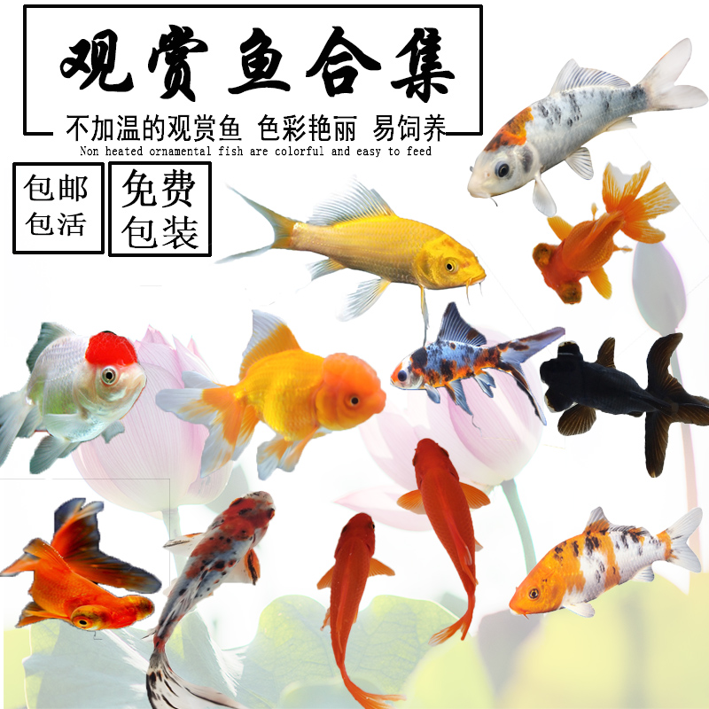 金鱼观赏鱼锦鲤鱼苗纯种活体冷水风水招财鱼草金黄金龙凤长尾易活|ruв категории животное/Животное питание и принадлежностей, аквариум мира, рыба - от Buy2taobao.com для оказания профессиональной услуги покупки агента Taobao