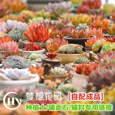 品氏泥炭多肉植物种植专用土/营养土/铺面石/颗粒土/滤土垫在类目 鲜花速递/花卉仿真/绿植园艺, 园艺用品, 家庭园艺肥料/营养土/营养液中 - 来自Buy2taobao.com提供专业的淘宝代购服务