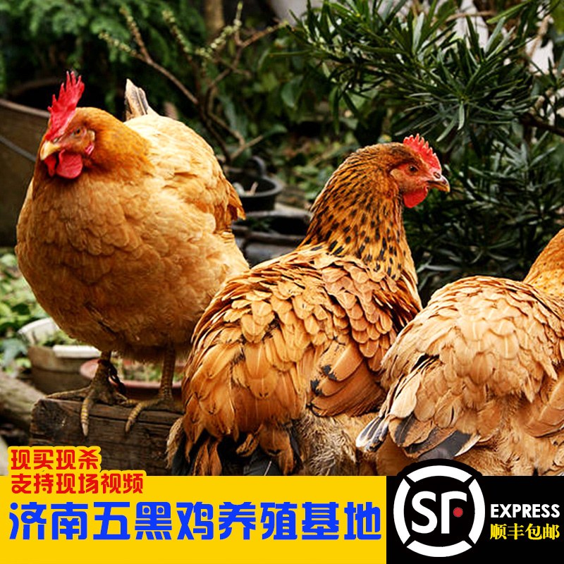 農家散養土雞2年老母雞柴雞活雞現殺笨雞大公雞月子孕婦真空新鮮在類目 水產肉類/新鮮蔬果/熟食, 生肉/肉製品, 雞肉類, 整雞中 - 來自Buy2taobao.com提供專業的淘寶代購服務