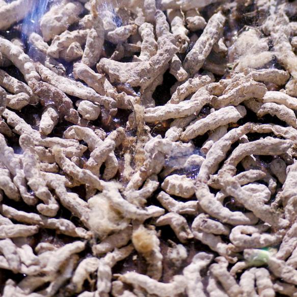 Silkworm quality goods White silkworm Facial mask Chinese herbal medicines Days insects Cadaver 500g gram 65 elementin the Traditional nourishing food , Other traditional tonic , Other traditional tonic category - from Buy2taobao.com to provide professional Taobao agent buy service