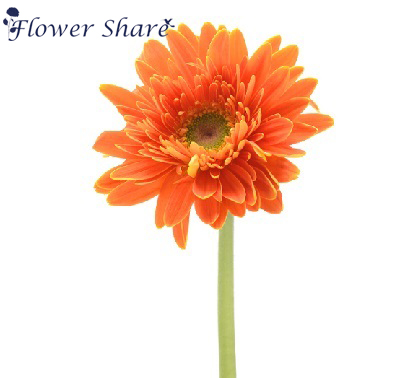 鲜花速递非洲菊鲜花家庭DIY辅花办公室插花花蓝江浙沪50元包邮|ruв категории доставка цветов/цветок моделирования/растения садоводства, доставка цветов (город) - от Buy2taobao.com для оказания профессиональной услуги покупки агента Taobao