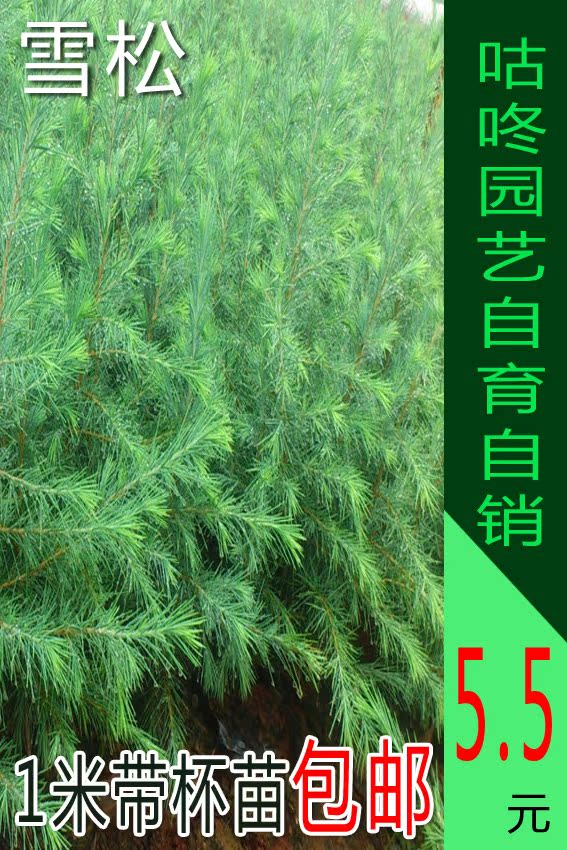 雪松树苗庭院绿化树苗木盆栽圣诞树树苗 马尾松 黑松油松青松树苗在类目 鲜花速递/花卉仿真/绿植园艺, 花园植物/行道树/果树, 行道树/乔木中 - 来自Buy2taobao.com提供专业的淘宝代购服务
