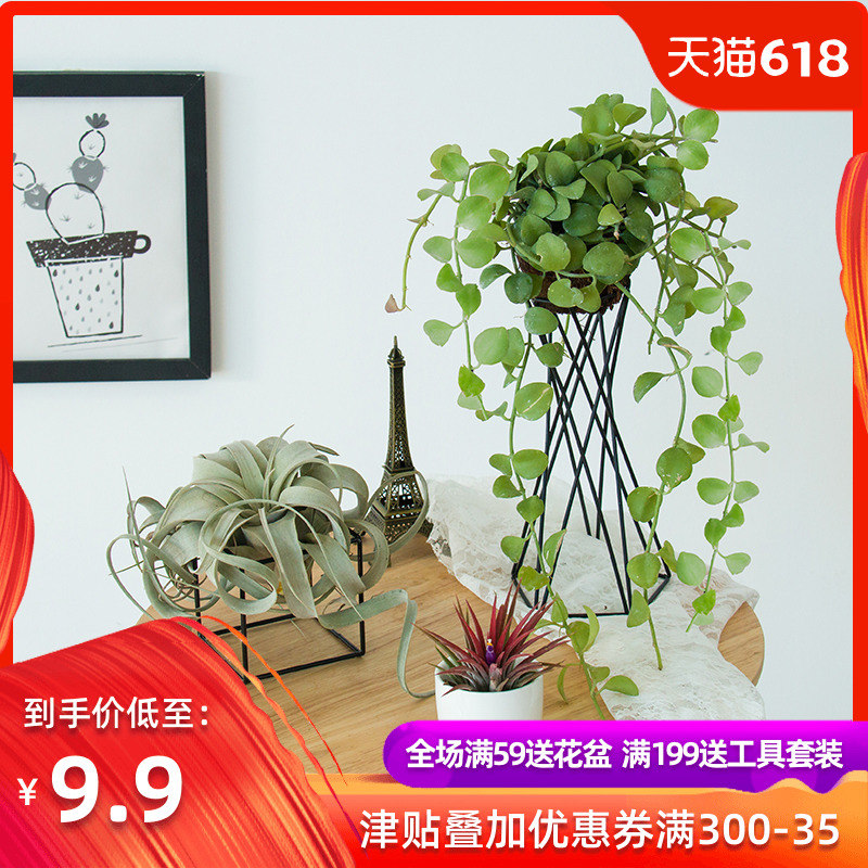空气凤梨植物铁艺支架整套丘比特贝可利棉花糖鲁普拉精灵创意绿植|ruв категории доставка цветов/цветок моделирования/растения садоводства, цветок/растения в горшках (новый), растения - от Buy2taobao.com для оказания профессиональной услуги покупки агента Taobao