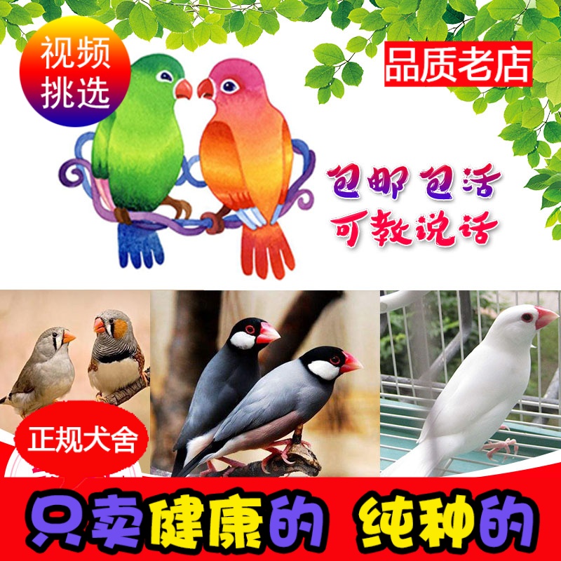鳥活體手養鳥文鳥珍珠鳥說話觀賞鳥成年繁殖鳥中小型幼鳥親人手玩在類目 寵物/寵物食品及用品, 鳥類及用品, 鳥中 - 來自Buy2taobao.com提供專業的淘寶代購服務