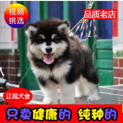 出售纯种阿拉斯加幼犬活体巨型熊版阿拉斯加雪橇犬哈士奇宠物狗狗在类目 宠物/宠物食品及用品, 宠物生活服务, 宠物训练中 - 来自Buy2taobao.com提供专业的淘宝代购服务