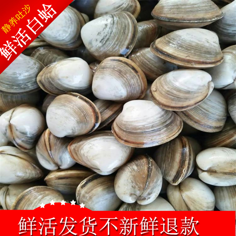 连云港特产 海鲜水产 鲜活贝类 蛤蜊 白蛤 白蛤蜊 野生海蛤蜊烧烤在类目 水产肉类/新鲜蔬果/熟食, 海鲜/水产品/制品, 贝类, 贝类制品中 - 来自Buy2taobao.com提供专业的淘宝代购服务