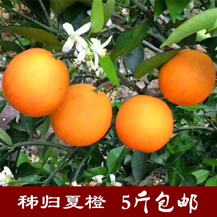 新鲜橙子5斤包邮秭归脐橙夏橙蜜奈蜜津脐橙五月红孕妇水果非伦晚在类目 水产肉类/新鲜蔬果/熟食, 新鲜水果, 橙中 - 来自Buy2taobao.com提供专业的淘宝代购服务