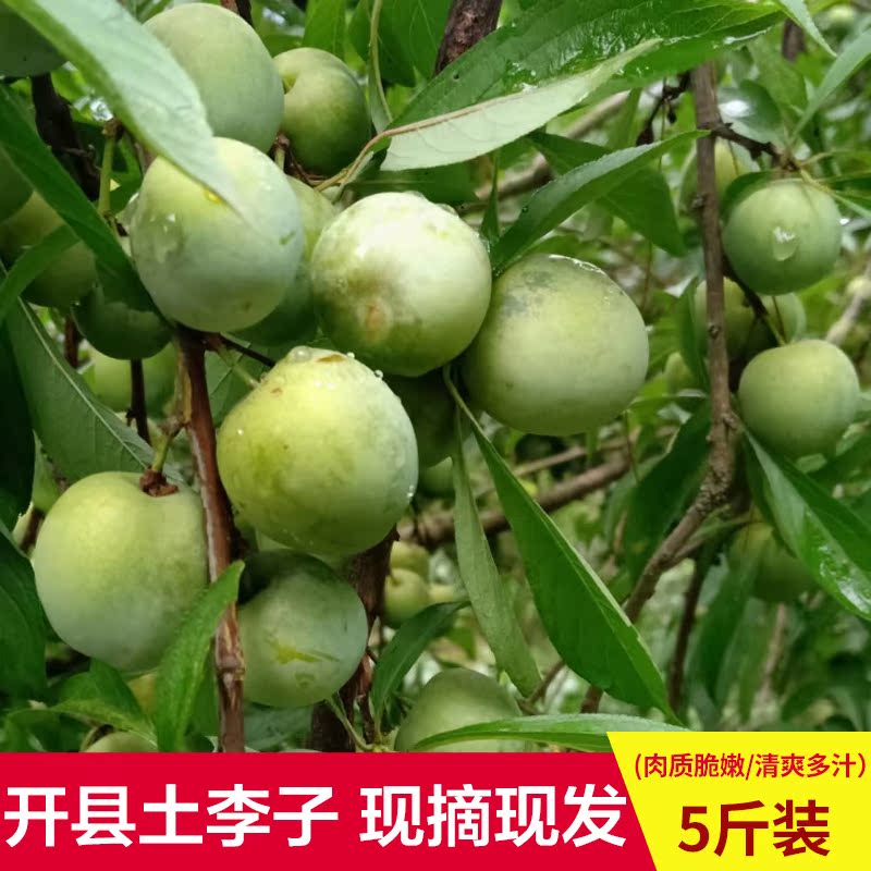 重庆开县开州正宗土李子青脆李李子青脆多汁5斤装包邮|msdalam kategori daging perikanan/Buah-buahan segar dan sayur-sayuran/dimasak, buah-buahan segar, Li Zi - dari Buy2taobao.com untuk memberikan perkhidmatan ejen Taobao profesional membeli