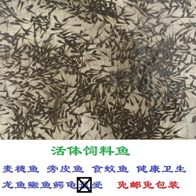 活体饲料鱼原生鱼鳑鲏鱼麦穗鱼青鳉鱼虾虎鱼食蚊鱼喂龙鱼鳄龟免邮