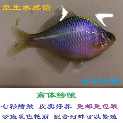 高体鳑鲏七彩鳑鲏旁皮鱼 原生鱼 观赏鱼 冷水鱼0-35℃免邮免包装