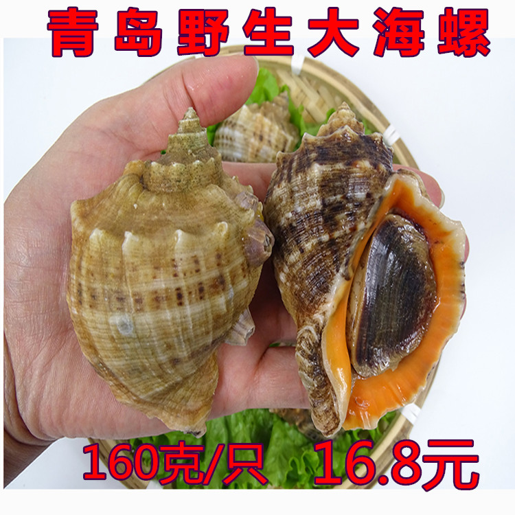 3头大海螺鲜活超大大辉水产海鲜青岛特产海捕16.8元/只6只包邮在类目 水产肉类/新鲜蔬果/熟食, 海鲜/水产品/制品, 贝类, 贝类制品中 - 来自Buy2taobao.com提供专业的淘宝代购服务