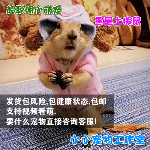 纯种美国黑尾土拨鼠幼体聪明宠物活体迷你土拨鼠亲人宠物在类目 宠物/宠物食品及用品, 其它宠物, 其它宠物中 - 来自Buy2taobao.com提供专业的淘宝代购服务