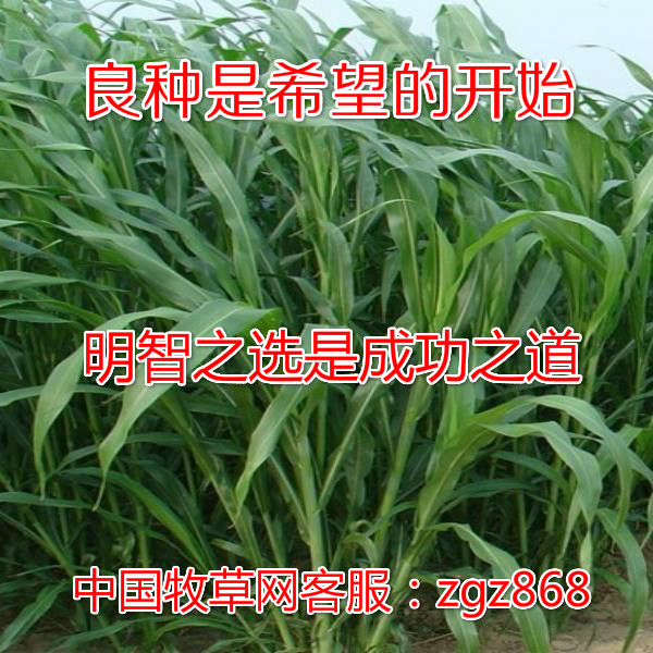 健寶牧草進口墨西哥玉米草美國王草高産品種適合牛羊魚鵝豬養殖在類目 鮮花速遞/花卉仿真/綠植園藝, 園藝用品, 其它園藝用品中 - 來自Buy2taobao.com提供專業的淘寶代購服務