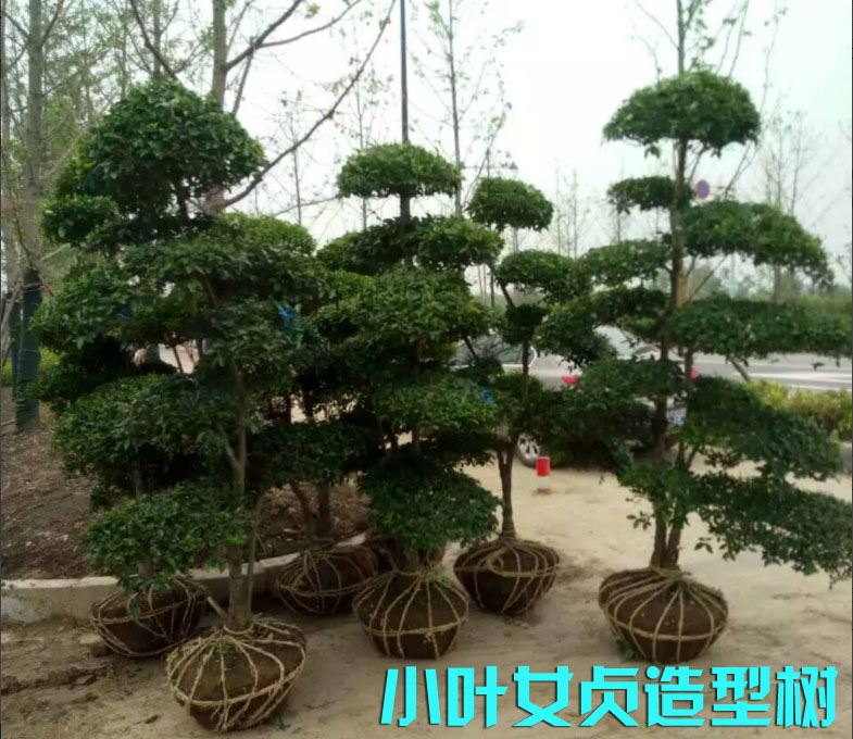 小叶女贞造型盆景 绿化苗木 庭院栽植四季常青小叶女贞造型树包邮在类目 鲜花速递/花卉仿真/绿植园艺, 花卉/绿植盆栽(新), 绿植中 - 来自Buy2taobao.com提供专业的淘宝代购服务