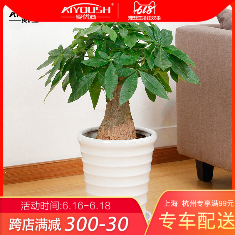 Still excellent Do it alone Pachira bonsai Potted plant Office a living room Absorb formaldehyde purify Green plant flowers and plantsin the Flower delivery/Flowers simulation/Plants gardening , Flowers/Potted plants (New) , Plants category - from Buy2taobao.com to provide professional Taobao agent buy service