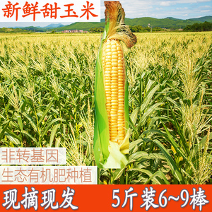 广西特产甜玉米新鲜即食生吃水果玉米棒农家生