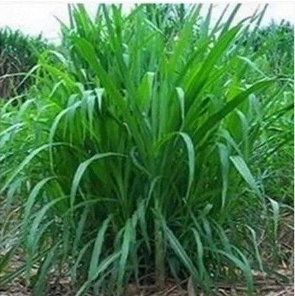 Forage species Herbage Pennisetum The new Wong Chuk grass Four seasons High yield Broadleafin the Flower delivery/Flowers simulation/Plants gardening , Gardening Design Services category - from Buy2taobao.com to provide professional Taobao agent buy service