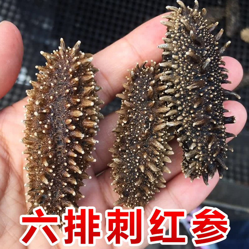 北益海参 俄罗斯海参 六排刺红参 纯野生海参干货 海参礼盒250克在类目 水产肉类/新鲜蔬果/熟食, 海鲜/水产品/制品, 海参中 - 来自Buy2taobao.com提供专业的淘宝代购服务