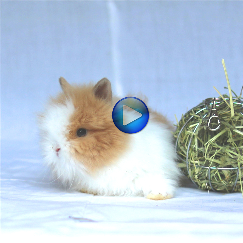 Angola Long hair Cat Rabbit living thing Mini Not very Thoroughbred Pet Rabbit Short-eared rabbit rabbit living thingin the Pet/Pet food and supplies , Rabbits and supplies , Rabbit category - from Buy2taobao.com to provide professional Taobao agent buy service