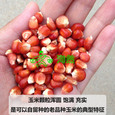 老品种红玉米红苞米老种子传统农家可自留种古老原生种