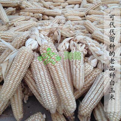 老品种笨白玉米自产农家可自留种爆米花老白八趟马牙粗粮五斤包邮