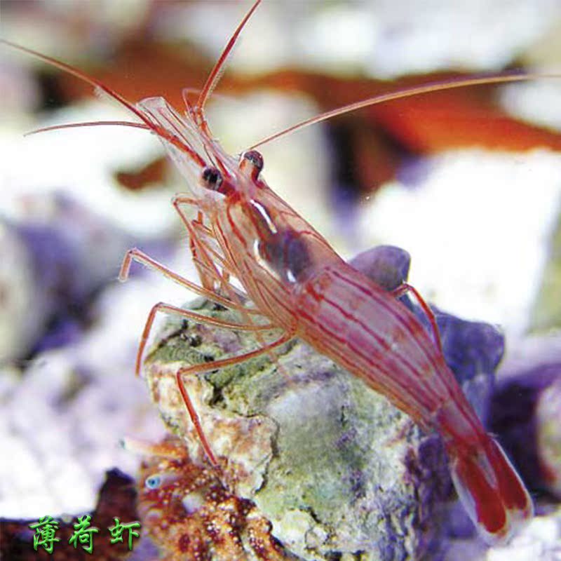 假綿羊蝦吃藻 薄荷蝦吃垃圾葵 活體海水生物 海缸觀賞蝦 必拍包裝在類目 3C數碼配件, 電子元器件市場, 電子元件, 其它元器件中 - 來自Buy2taobao.com提供專業的淘寶代購服務