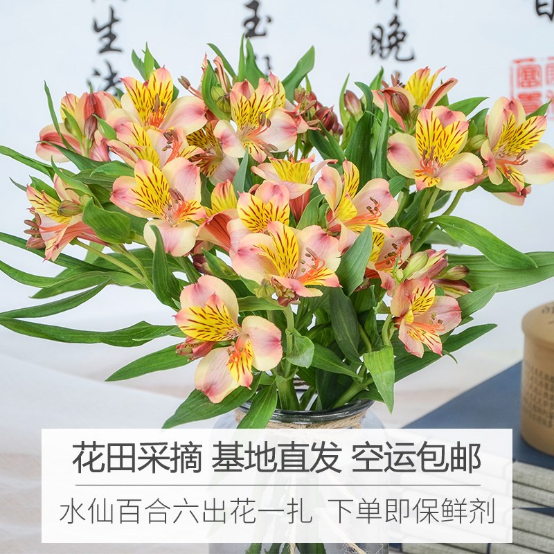 鲜花水仙百合花家庭鲜花插花鲜切花花束六出花全国速递云南昆明在类目 鲜花速递/花卉仿真/绿植园艺, 鲜花速递(同城)中 - 来自Buy2taobao.com提供专业的淘宝代购服务