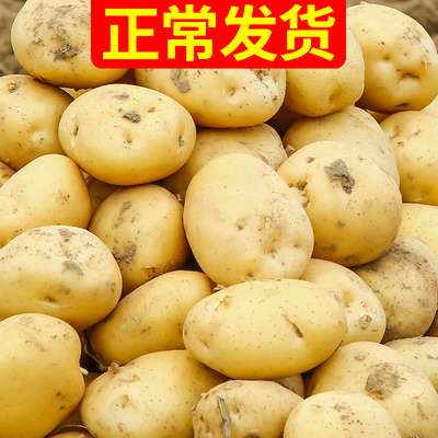 大土豆新鲜包邮马铃薯10号助农家菜小非云南洋芋应季蔬菜黄心5斤