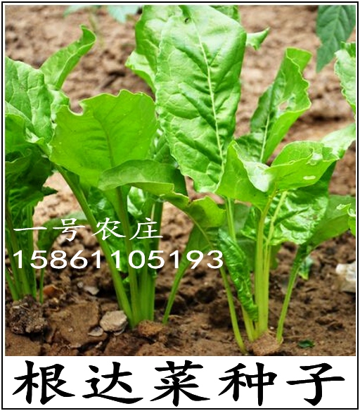 厚皮菜种子 牛皮菜种子 根达菜耐寒阳台盆栽蔬菜种子农家四季播在类目 家装主材, 环保/除味/保养, 环保系列, 其它中 - 来自Buy2taobao.com提供专业的淘宝代购服务