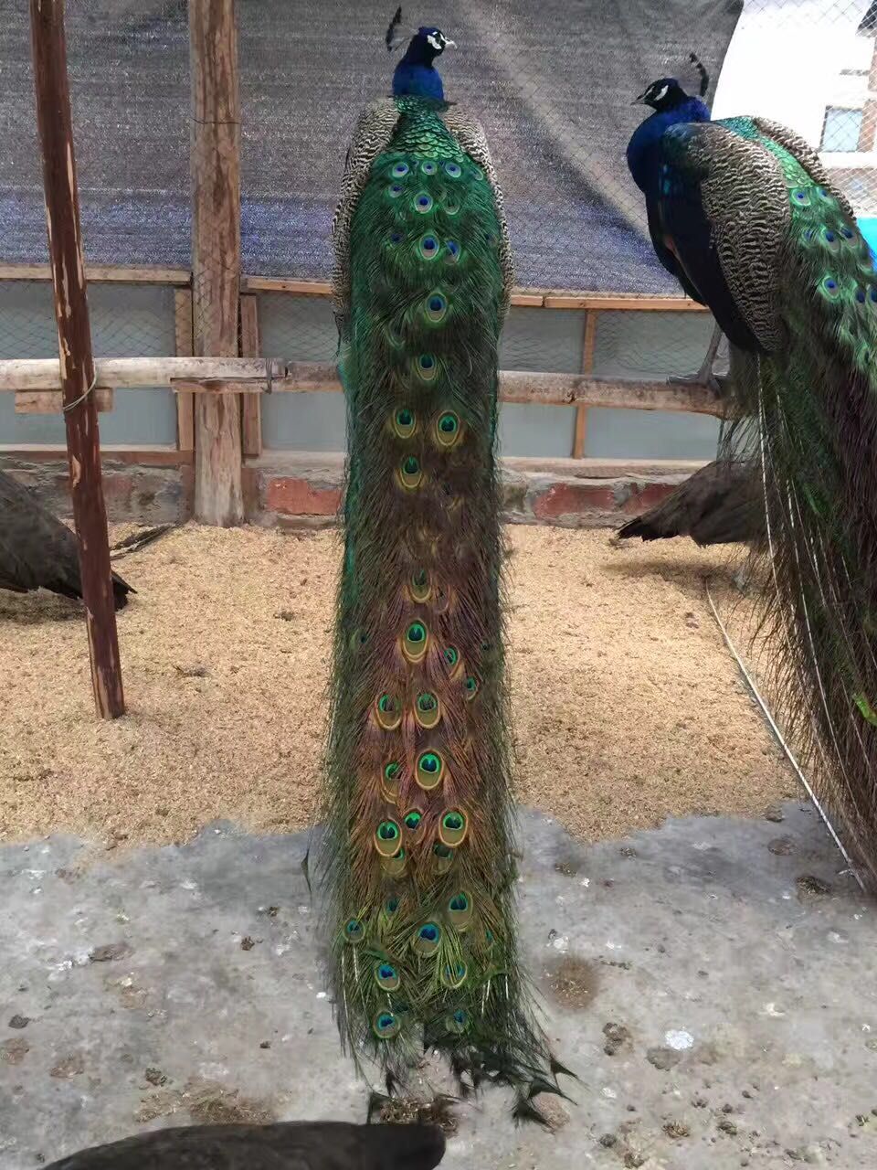 快递全国运输包活 长期供应蓝孔雀苗 花 白孔雀 观赏鸟一只起|ruв категории животное/Животное питание и принадлежностей, птиц и принадлежностей, птица - от Buy2taobao.com для оказания профессиональной услуги покупки агента Taobao