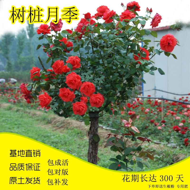 嫁接树状月季树形老桩花苗树桩植物大花浓香阳台地栽盆栽当年开花在类目 鲜花速递/花卉仿真/绿植园艺, 花卉/绿植盆栽(新), 花卉中 - 来自Buy2taobao.com提供专业的淘宝代购服务