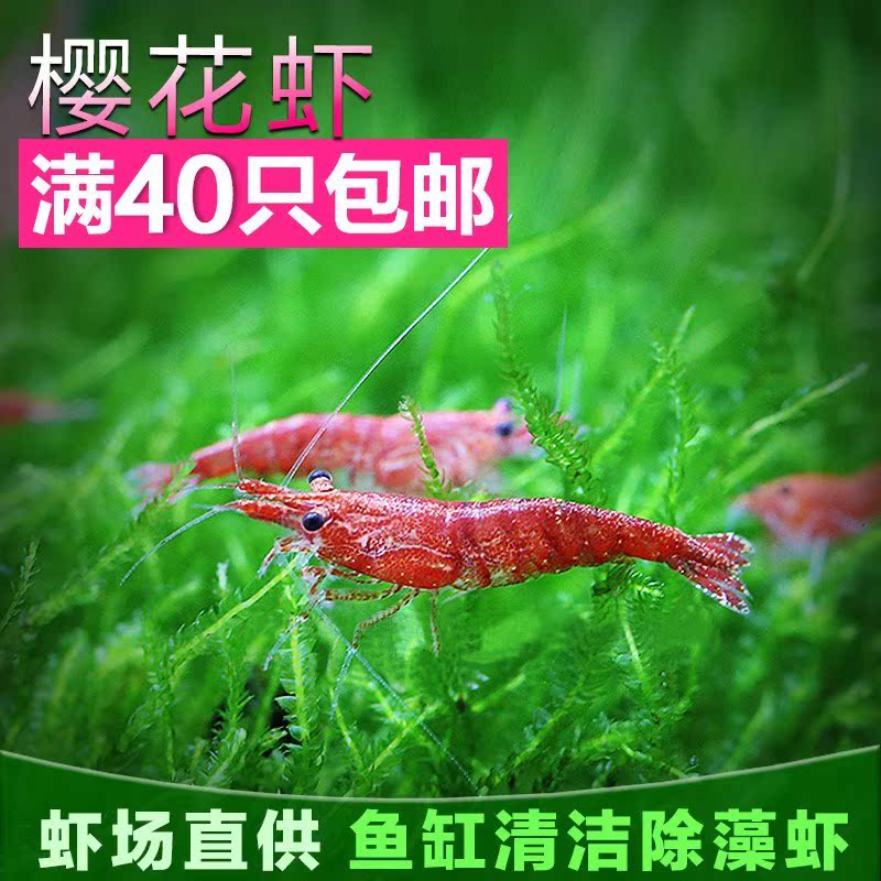 Huoxia Small ornamental freshwater Aquarium Small Ornamental shrimp Fresh Watch Cold water Watch Fish Shrimpin the Pet/Pet food and supplies , Aqua World , Shrimp category - from Buy2taobao.com to provide professional Taobao agent buy service
