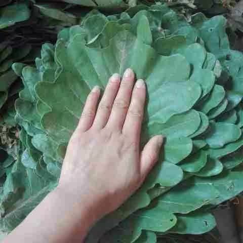 2018 fresh Oak tree leaf Glass Ye Boluo kitchen Healthy Steamed buns steamer Cushionin the Toy/Childs/Puzzle/Building block/Model , Pleasure/Teaching Equipment/Large facilities , Other recreational facilities category - from Buy2taobao.com to provide professional Taobao agent buy service