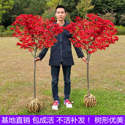 红枫树苗四季红日本红枫树中国红美国红枫红舞姬盆栽庭院绿化红枫