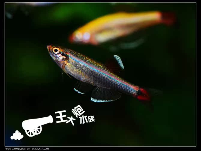 白云金丝原生鱼冷水鱼观赏鱼草缸鱼新手鱼小型鱼热带鱼活体鱼|msdalam kategori haiwan peliharaan/makanan haiwan dan bekalan, Aquarium World, ikan - dari Buy2taobao.com untuk memberikan perkhidmatan ejen Taobao profesional membeli
