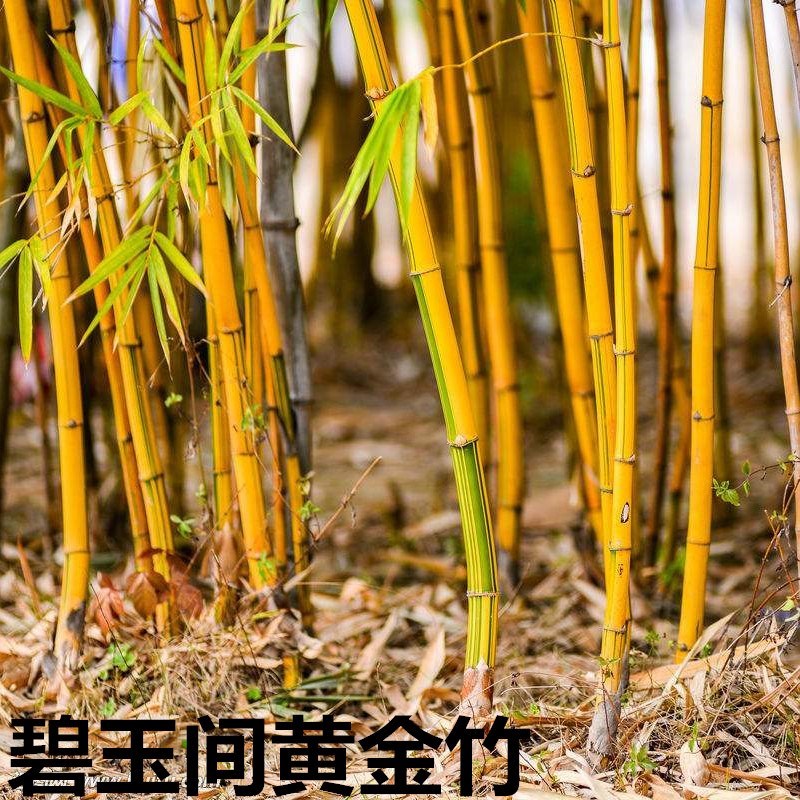 青竹苗紫竹苗四季竹罗汉竹苗早园竹发财树竹苗篱笆墙植物绿化树木|ruв категории доставка цветов/цветок моделирования/растения садоводства, цветок/растения в горшках (новый), растения - от Buy2taobao.com для оказания профессиональной услуги покупки агента Taobao