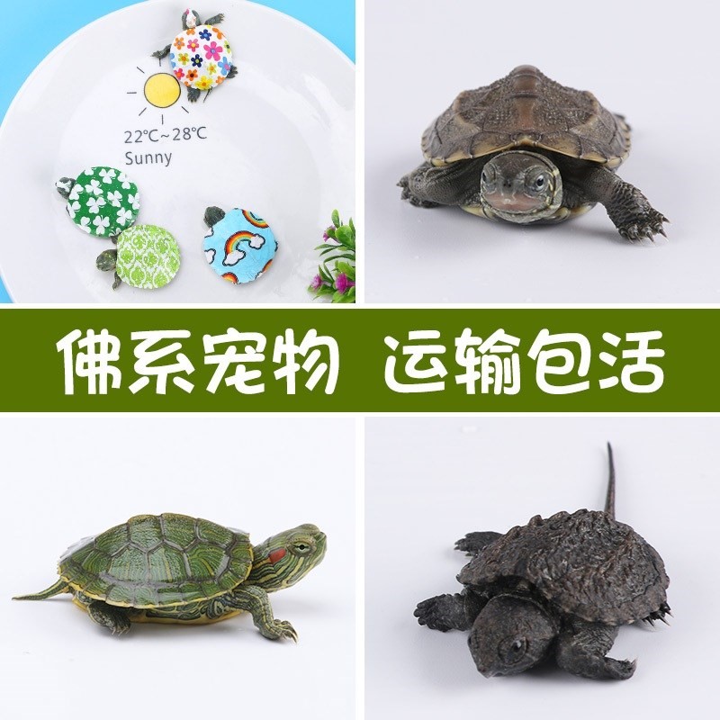 网红彩色小乌龟活体巴西龟草龟鳄龟观赏宠物龟招财长寿水龟苗可爱|ruв категории животное/Животное питание и принадлежностей, аквариум мира, черепаха/черепаха - от Buy2taobao.com для оказания профессиональной услуги покупки агента Taobao