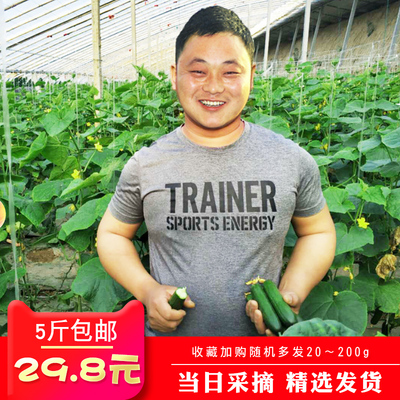 基地直发生吃新鲜黄瓜带箱5斤新鲜青瓜新鲜小黄瓜无刺黄瓜孕妇果