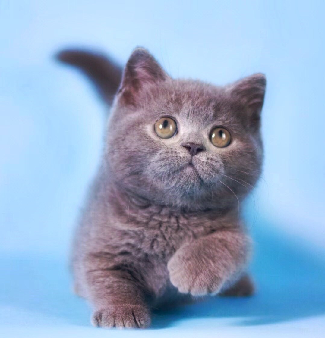 狗活幼体蓝猫纯种出售幼猫 幼猫活体 英国短毛猫 英短出售 折耳猫在类目 电子词典/电纸书/文化用品, 印刷制品, 快递专用包装袋中 - 来自Buy2taobao.com提供专业的淘宝代购服务