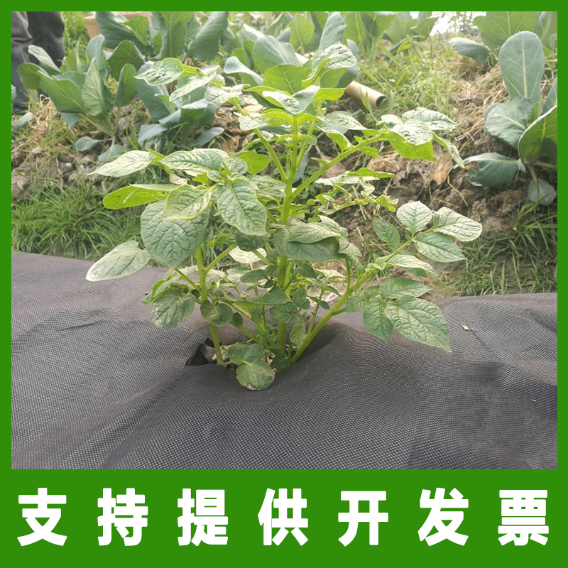 除草布果园防草布保湿布透水防虫果树除草遮草布地布防草布|ruв категории доставка цветов/цветок моделирования/растения садоводства, садовых принадлежностей, других садовых принадлежностей - от Buy2taobao.com для оказания профессиональной услуги покупки агента Taobao