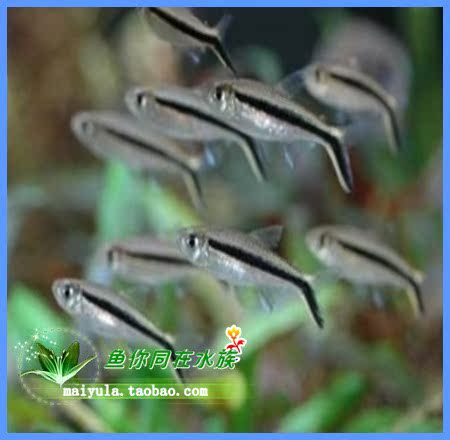 拐棍燈魚 企鵝燈魚 燈科魚 觀賞魚活體 群遊 草缸混養魚在類目 寵物/寵物食品及用品, 水族世界, 魚中 - 來自Buy2taobao.com提供專業的淘寶代購服務