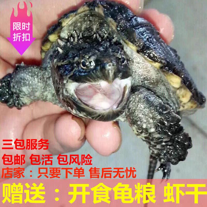 2019頭苗原種佛鳄苗北美活體鳄魚龜小鳄龜苗雜佛純佛爆刺低價免郵在類目 寵物/寵物食品及用品, 水族世界, 龜/鱉中 - 來自Buy2taobao.com提供專業的淘寶代購服務