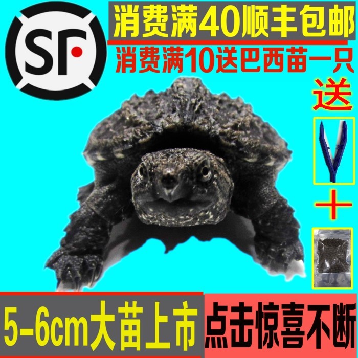 乌龟活物鳄龟体北美鳄龟杂佛小鳄龟苗宠物龟水龟3cm一2斤包活在类目 宠物/宠物食品及用品, 水族世界, 龟/鳖中 - 来自Buy2taobao.com提供专业的淘宝代购服务