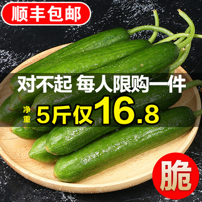 顺丰包邮山东孕妇水果黄瓜新鲜净重5斤整箱青菜蔬菜小青瓜脆生吃