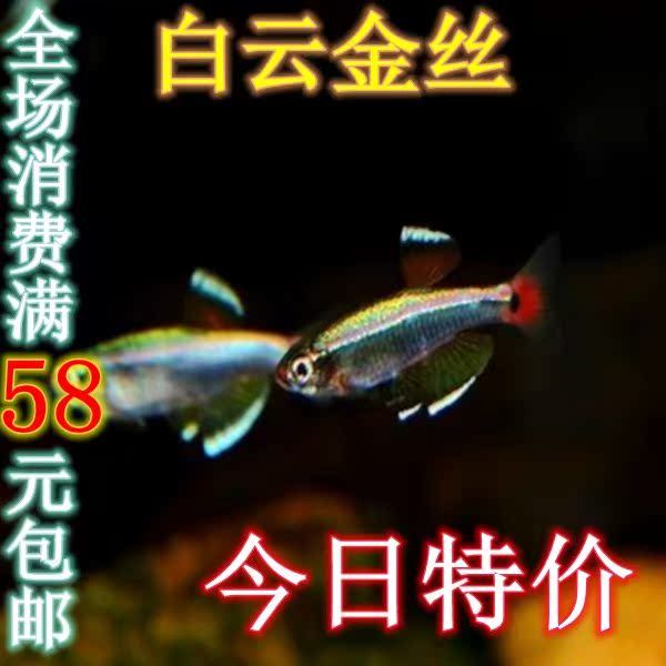 红绿灯鱼活体宝莲灯鱼三角灯鱼帝王灯鱼蓝眼灯鱼樱桃灯红鼻剪刀鱼|ruв категории животное/Животное питание и принадлежностей, аквариум мира, рыба - от Buy2taobao.com для оказания профессиональной услуги покупки агента Taobao