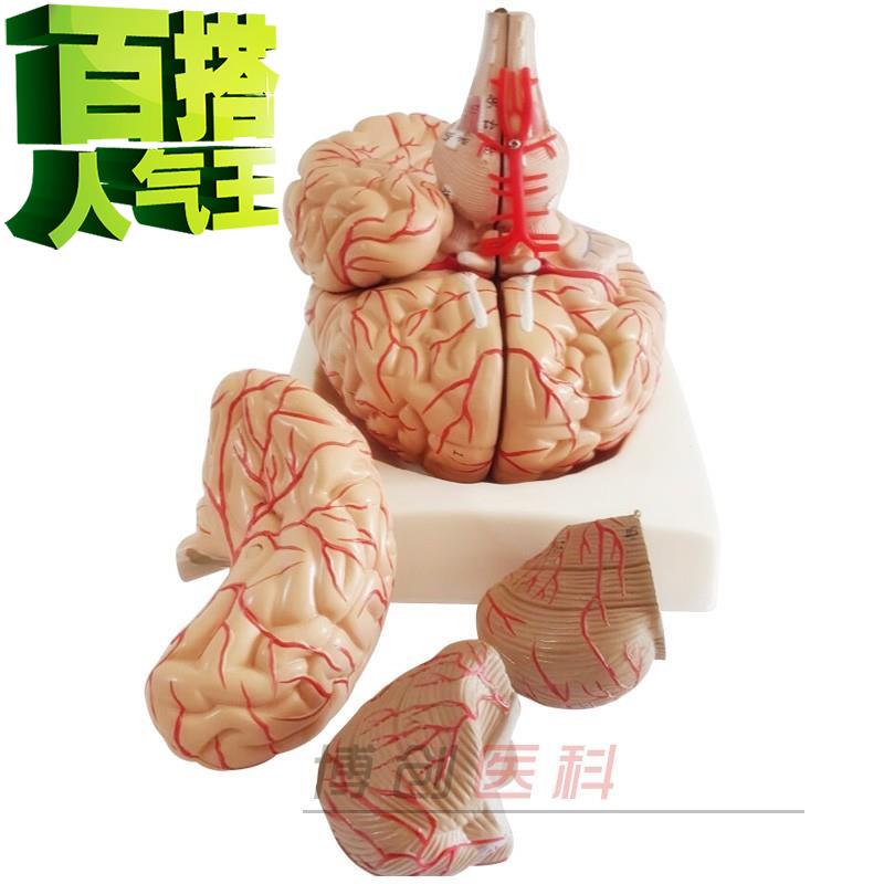 The human brain anatomy Model structure Model Brain Models Cerebral artery model Cerebrovascular distribution Modelin the Toy/Childs/Puzzle/Building block/Model , Static model , Other model toys category - from Buy2taobao.com to provide professional Taobao agent buy service