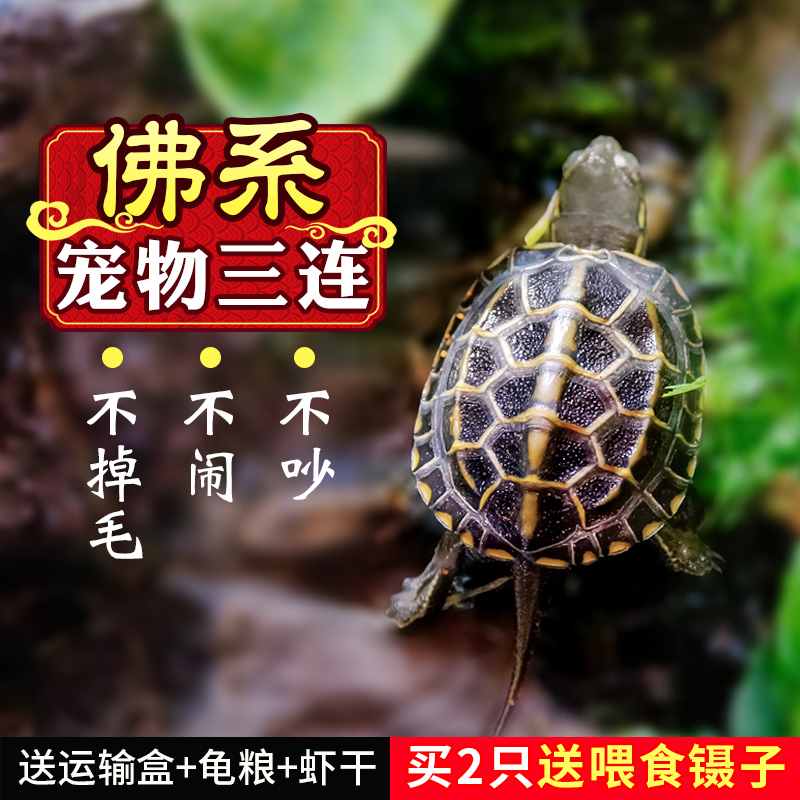 正宗金钱龟苗甲甲龟乌龟活体外塘金线草龟中华草活体宠物龟水陆招在类目 宠物/宠物食品及用品, 水族世界, 龟/鳖中 - 来自Buy2taobao.com提供专业的淘宝代购服务