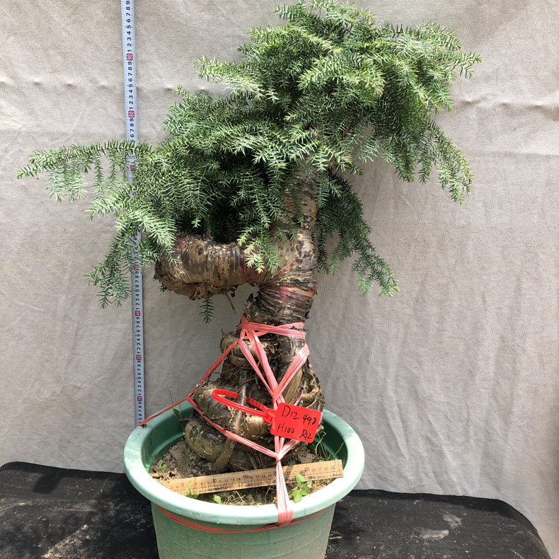 large Australia fir bonsai Famous and precious Potted Plants indoor a living room Four seasons Evergreen Green plant Clean air Australiain the Flower delivery/Flowers simulation/Plants gardening , Flowers/Potted plants (New) , Plants category - from Buy2taobao.com to provide professional Taobao agent buy service