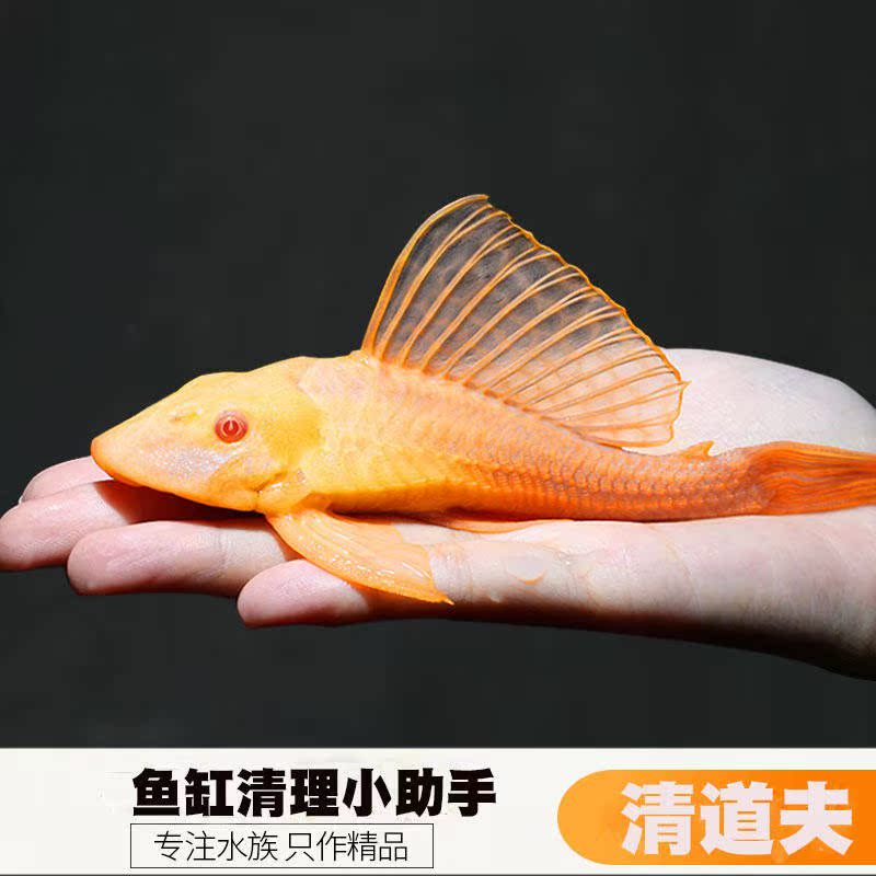 清道夫活体清洁工具鱼除藻垃圾鱼观赏鱼热带鱼淡水吃青苔吃屎鱼底在类目 宠物/宠物食品及用品, 水族世界, 鱼中 - 来自Buy2taobao.com提供专业的淘宝代购服务